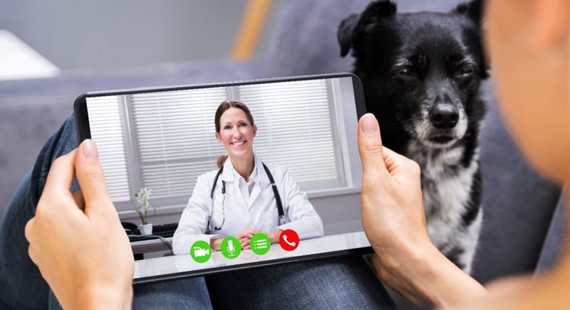 veterinario-online4